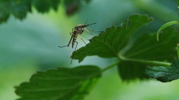 PAHO: vészhelyzet alakult ki a szúnyogok által terjesztett gyilkos vírus miatt